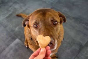 choisir des croquettes saines pour votre chien