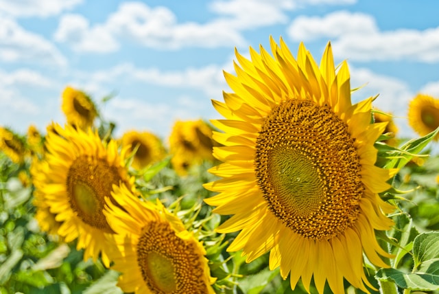 Les Écrins en été