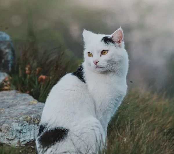 Chat en bonne santé