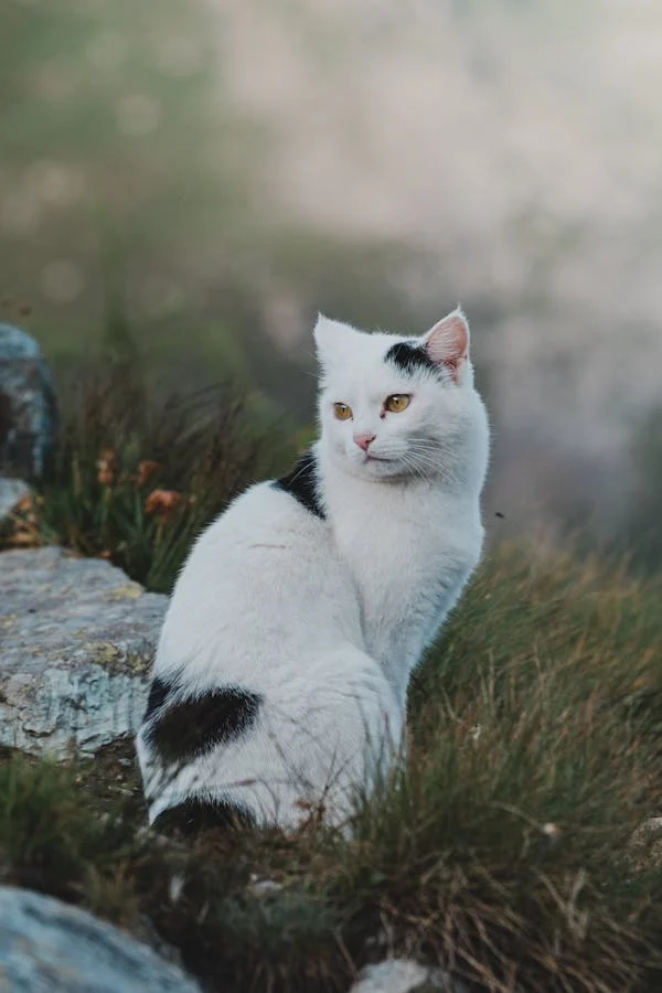 Chat en bonne santé