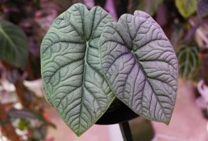 Gros plan sur les feuilles texturées et argentées d'un Alocasia aux nervures foncées prononcées