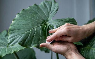 Une personne nettoie délicatement une grande feuille verte d'Alocasia avec un coton humide