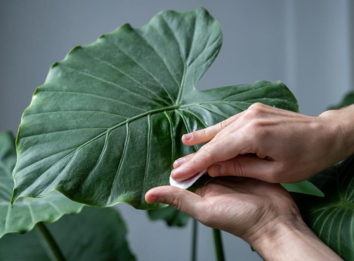 Une personne nettoie délicatement une grande feuille verte d'Alocasia avec un coton humide