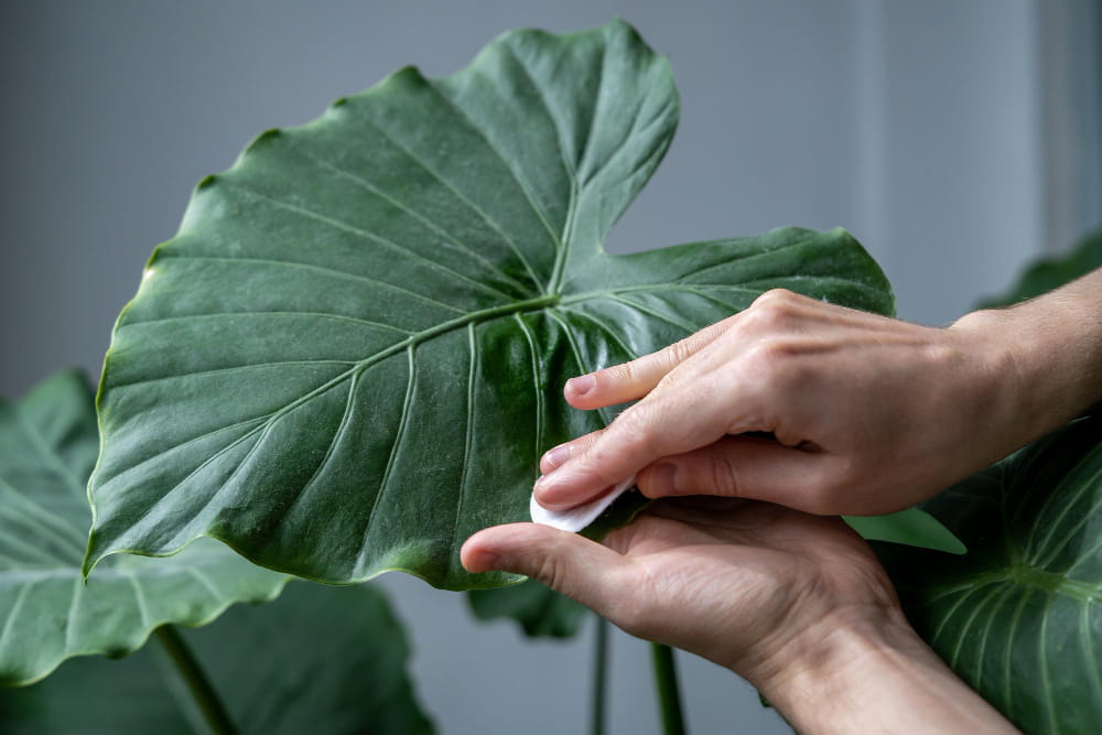 Une personne nettoie délicatement une grande feuille verte d'Alocasia avec un coton humide