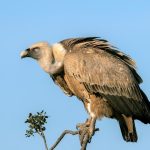 vautour