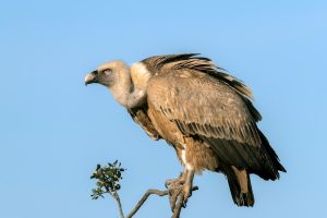 vautour