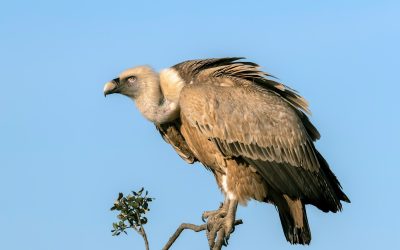 vautour