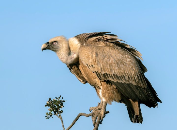 vautour