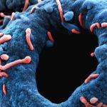 Santé et microbiote
