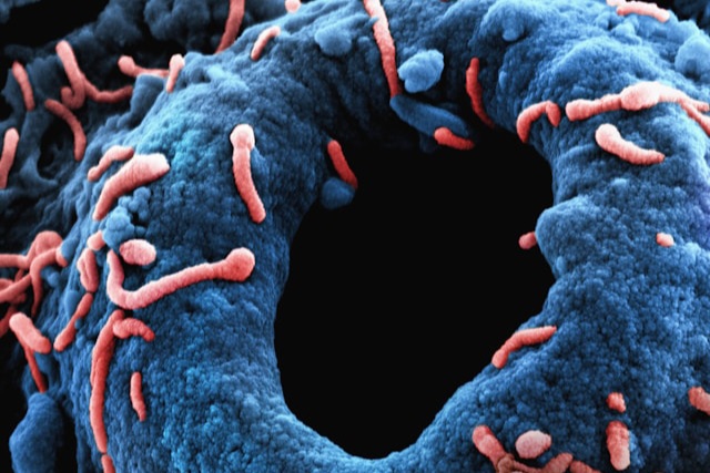 Santé et microbiote